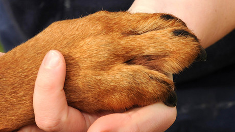 Einige haben es schwerer: Dreibeiniger Hund rettet Frauchen vor Selbstmord