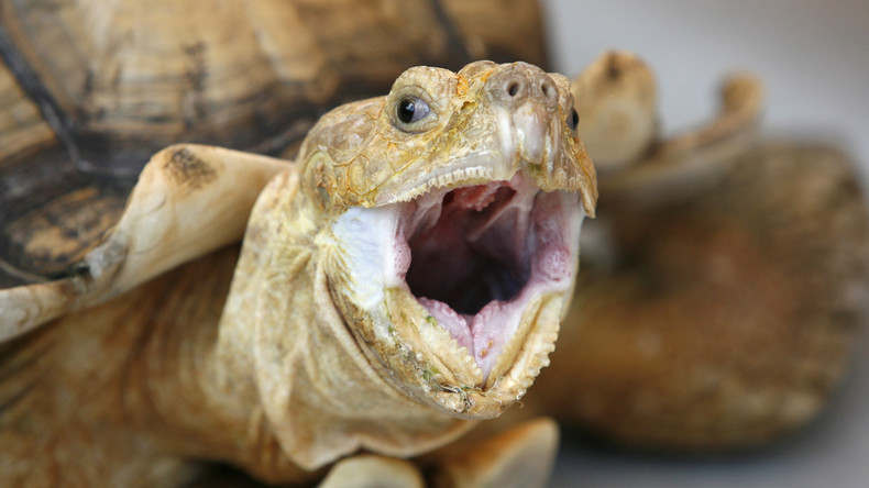 Anschauliche Biologiestunde: Lehrer verfüttert Welpen an Schildkröte