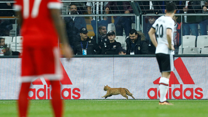 Flauschiger Flitzer: Katze stört Spiel Besiktas gegen FC Bayern – UEFA will türkischen Club strafen