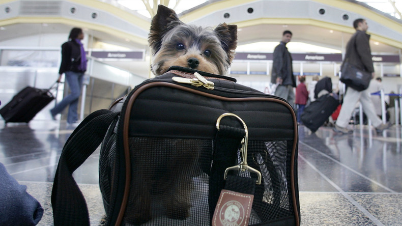 Nächster Eklat bei United Airlines: Fluglinie schickt Hund versehentlich nach Japan