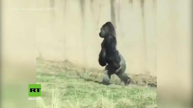 Evolution? Reinlicher Gorilla verblüfft Zoo-Besucher mit aufrechtem Gang 