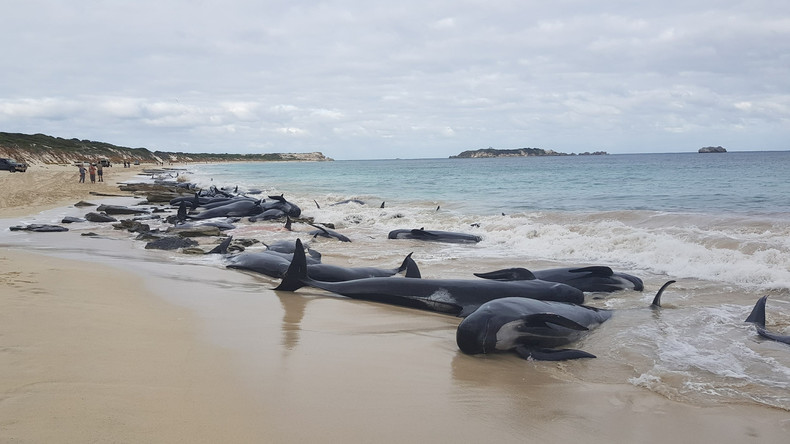 Über 150 Wale an Australiens Westküste gestrandet 