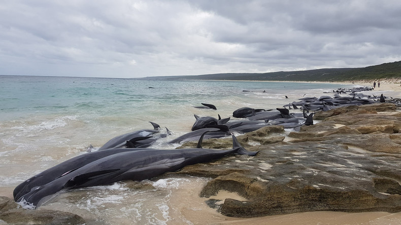 Walsterben vor Australiens Westküste: Nur fünf von gut 150 gestrandeten Tieren überleben