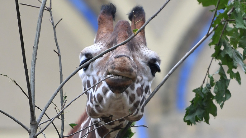Zoo-Giraffe stranguliert sich an Astgabel