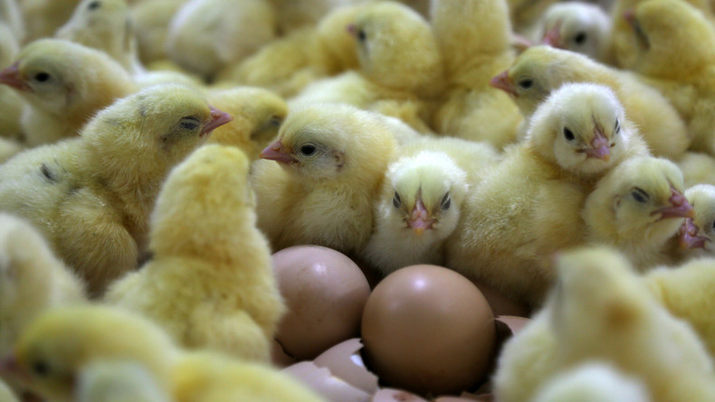 Keine Eier und wenig Fleisch: 40 Millionen männliche Küken in Deutschland geschlüpft und getötet