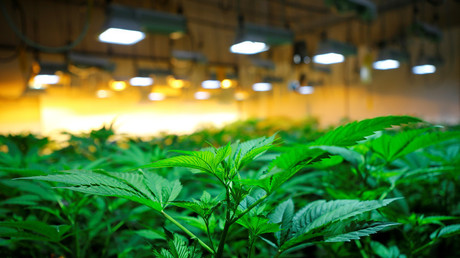 Vom Eise befreit... - Schneesturm gibt Polizei Hinweis auf Cannabis-Plantage