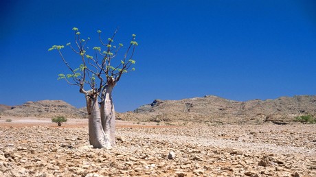 Weltbank-Bericht: Millionen droht Umsiedelung wegen Klimawandels