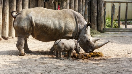 Programmbeschwerde: Nashorn-Nachwuchs für ARD wichtiger als Terroranschlag