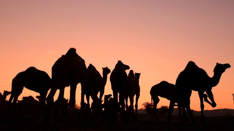 Kamele im Burger-Rausch: Ausgebüxte Kamele auf dem Weg zum Fast-Food-Restaurant 