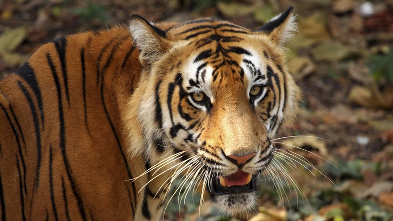 Hände weg von meiner Ziege: Inderin greift Tiger mit Stock an und überlebt