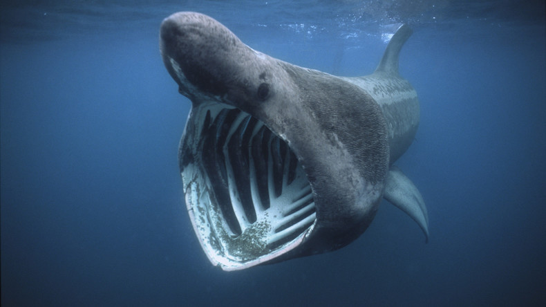 Fast 1.400 Riesenhaie vor Nordatlantikküste entdeckt