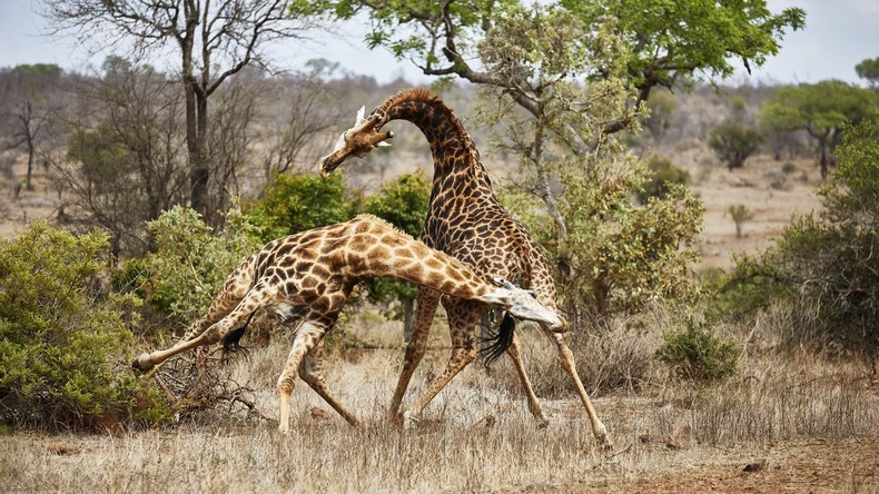 Giraffe tötet Filmregisseur Carlos Carvalho bei Dreharbeiten in Südafrika