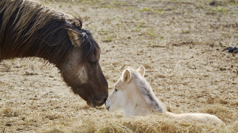 Tausende ausgehungerte Pferde im Naturschutzgebiet getötet - Aktivisten dürfen sie nicht füttern