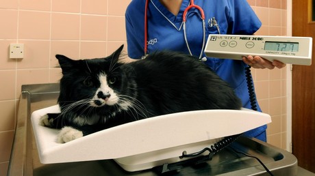 Zu dicker Hund: Britische Tierschützer lassen übergewichtige Heimtiere um die Wette abspecken