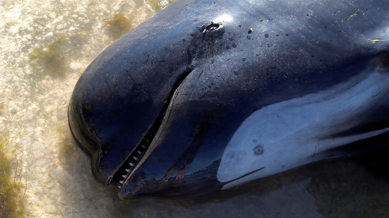 80 Plastiktüten im Bauch - Wal verendet in Thailand 