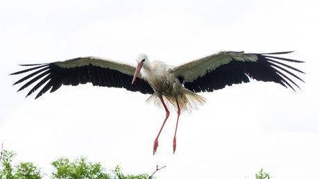 Storch verliert GPS-Tracker mit SIM-Karte - Umweltorganisation muss fette Telefonrechnung zahlen