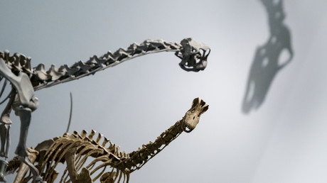 "Bigfoot": Forscher melden weltweit größten Saurierfuß
