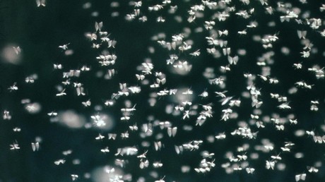 "Aller Staub der Erde ward zu Mücken": Insektenplage sucht Küstenstadt in Südrussland heim