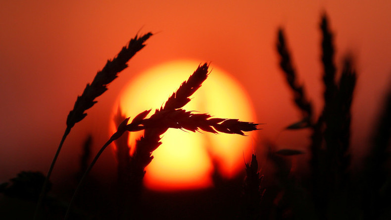 "US-Weizen kann nicht mehr mit neuer Landwirtschafts-Supermacht Russland konkurrieren"