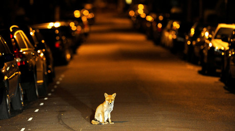 Britische Polizei findet Katzen-Killer von Croydon: Füchse sollen Übeltäter sein