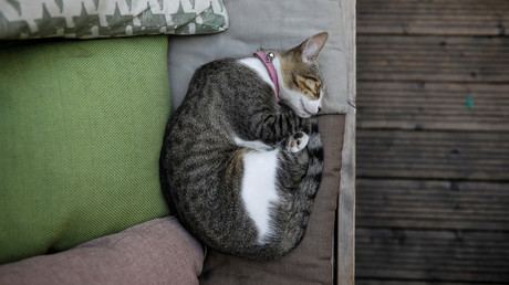 Im Schlaf berühmt geworden: Ex-Lehrer kümmert sich um Katzen und wird zum Internetstar