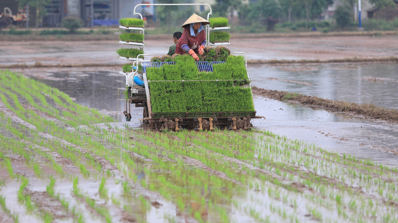 China fährt erste Ernte von Salzwasser-Reis ein: Nahrung für 80 Millionen Menschen