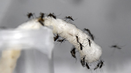 Harmlose Biowaffe? Pentagon-Forscher wollen mit Insekten genetisch modifizierte Viren verbreiten