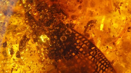 Gruß aus der Kreidezeit: 99 Millionen Jahre alte Schnecke im burmesischen Bernstein gefunden