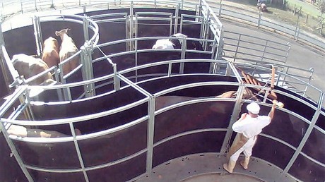Brandenburg: Tierquälerei in Bio-Schlachthof