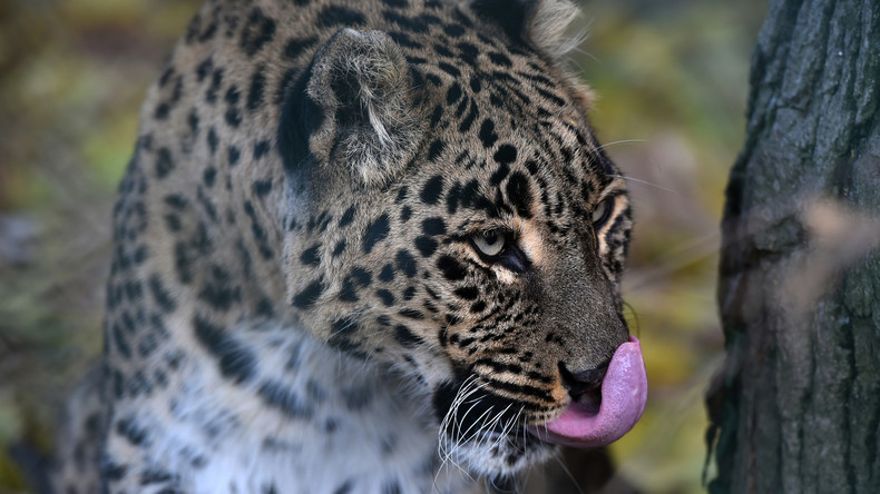 Tödliche Meditation im Wald: Leopard tötet Mönch in Indien