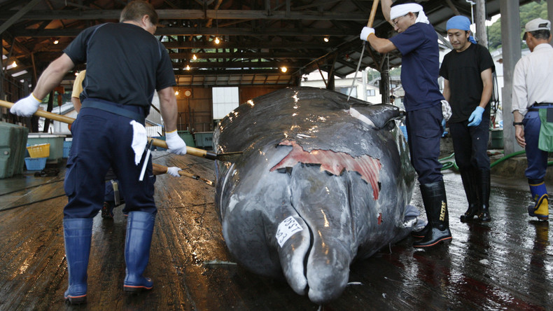 Japan tritt aus Internationaler Walfangkommission aus - Jagd zu Geschäftszwecken ab Juli