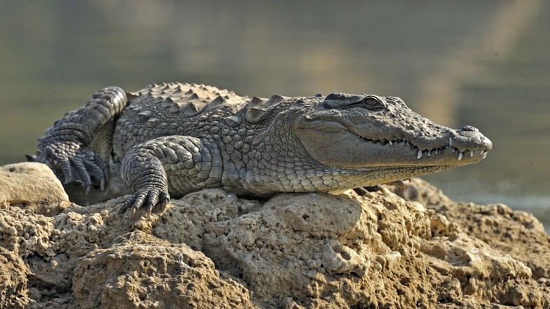 Indien: 500 Menschen bei Beerdigung eines 130 Jahre alten Krokodils