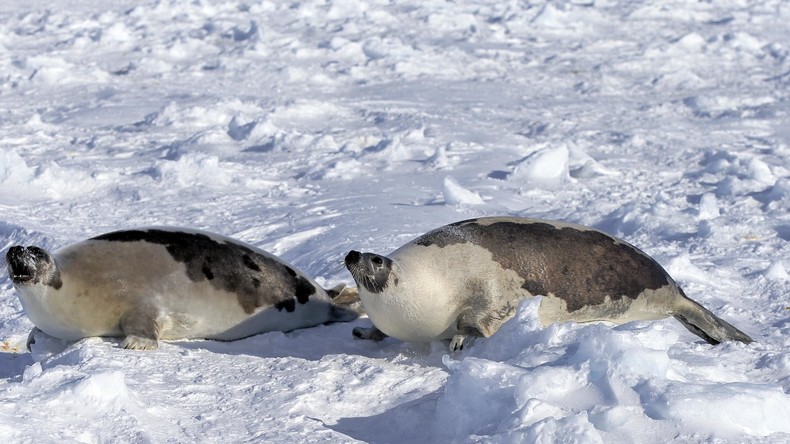 Weil Bucht zu schnell zufror: kanadische Stadt versinkt im Chaos gestrandeter Robben (Video)
