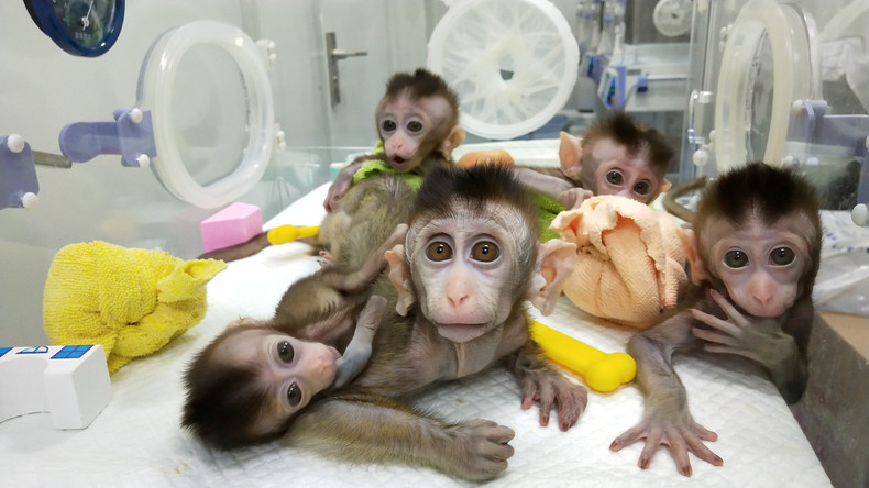 China klont erstmals mehrere genveränderte Affen 