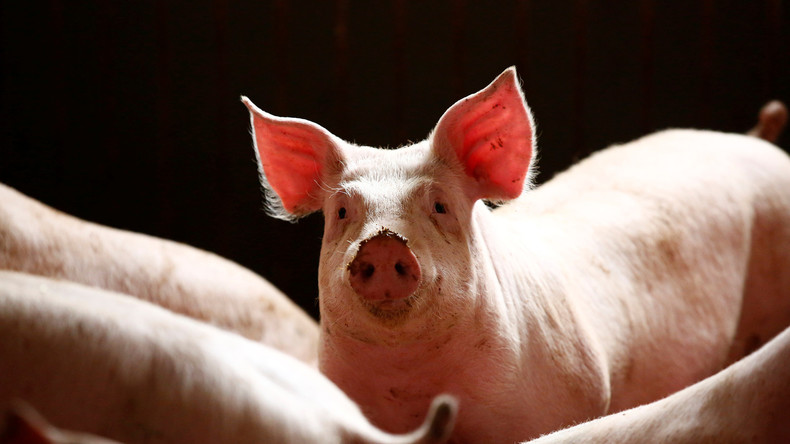 Dänemark schottet sich ab: 70-Kilometer-Grenzzaun gegen Schweinepest 