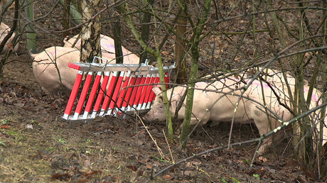 Viehtransporter rammt Auto - drei Tote, viele Schweine verendet