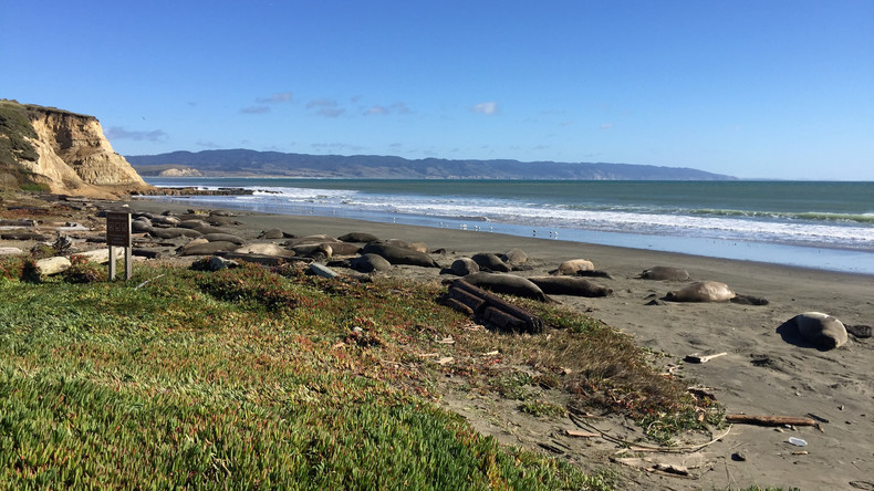 Folge des "Shutdowns"? Robben kapern leeren Strand in Kalifornien