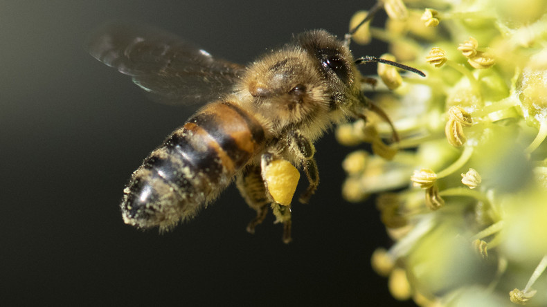Summa summarum statt "Summ, summ ...": Bienen können Mathematik