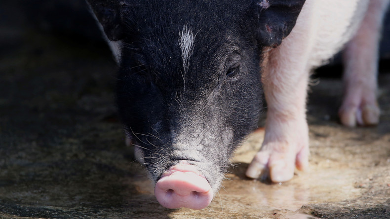 Dr. Gniffkes Macht um Acht: Schweinejournalismus übers "Tierwohl-Label"