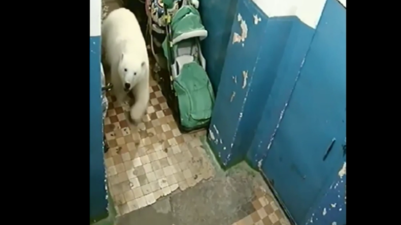 Da steht ein weißer Bär im Flur – Dutzende Eisbären in russischer Siedlung verängstigen Einwohner 