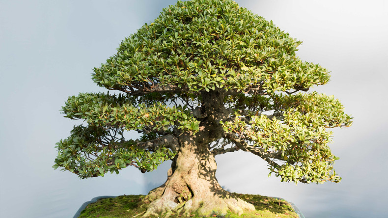 400 Jahre alter Bonsai-Baum in Japan gestohlen – frühere Besitzer beraten Diebe über richtige Pflege