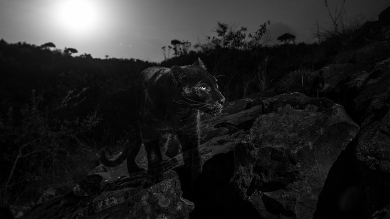 Britischem Fotografen gelingt erstes Bild des afrikanischen schwarzen Leoparden seit über 100 Jahren