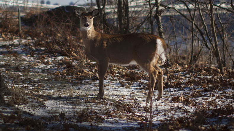 Mysteriöse Krankheit rafft Wildtiere dahin: Wenn Bambi plötzlich zu einem Zombie wird