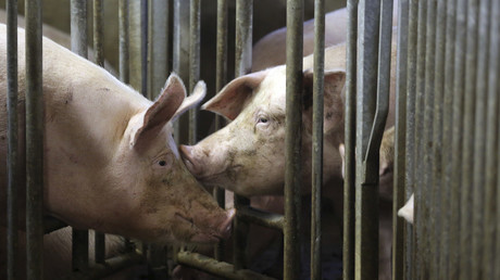 Zum Wohl des Tieres: Klöckner stellt Label für Nutztierhaltung vor 