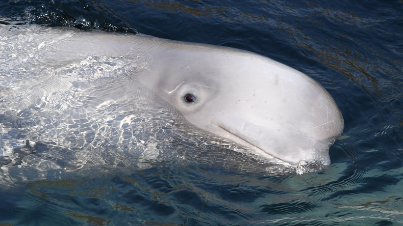 Russland: 100 Wale sollen aus "Walgefängnis" entlassen werden