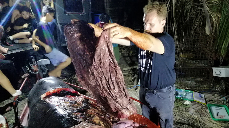 Toter Wal mit 40 Kilogramm Plastik im Bauch gefunden