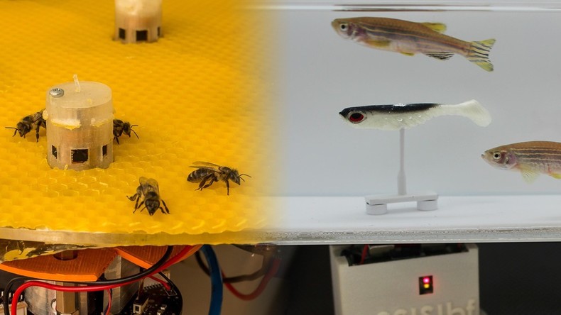 Lass mal schnacken: Forscher bringen Bienen und Fische zum Kommunizieren