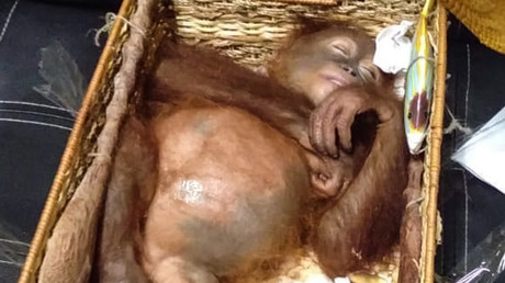Lebendiges Souvenir: Indonesische Flughafenbeamte stoppen Touristen mit Orang-Utan im Koffer