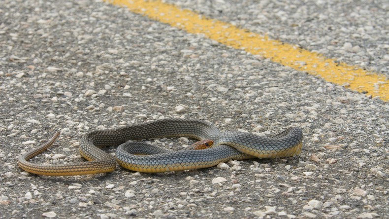 Gefährlicher Müll: Frau rettet Schlange aus Bierdose - trotz Gefahr für das eigene Leben 