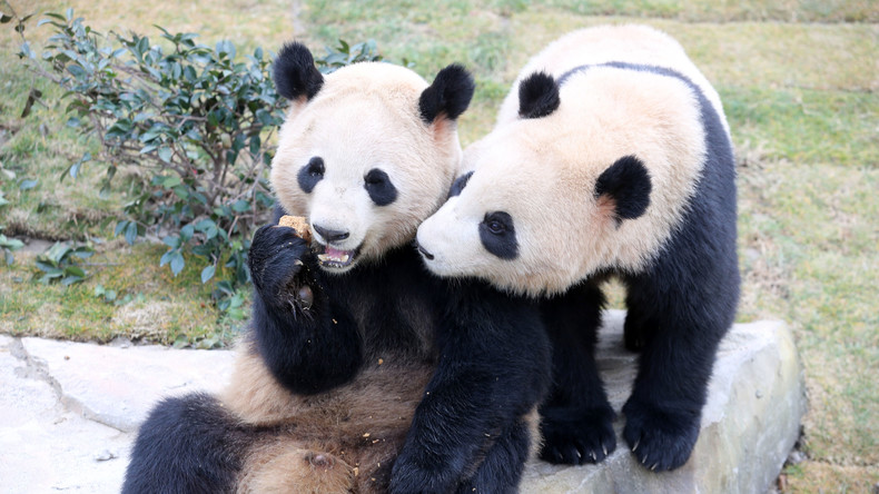 Pandabären-Zucht in Chengdu: Die Geschichte einer Panda-Züchterin (360° Video)